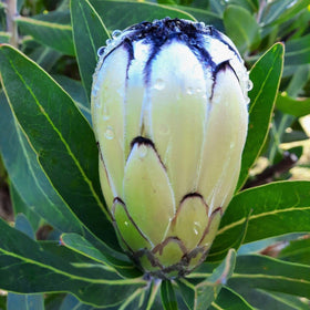 Protea flower bud with water droplets on green leaves