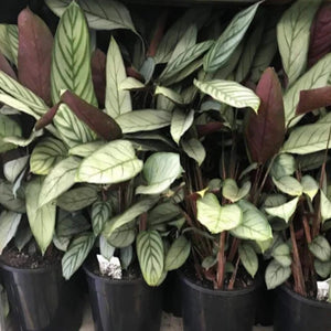 CTENANTHE GREY STAR 130MM