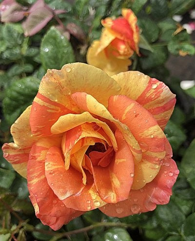 Close-up of a pink and yellow rose with water droplets on petals, surrounded by green leaves.