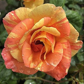 Close-up of a pink and yellow rose with water droplets on petals, surrounded by green leaves.