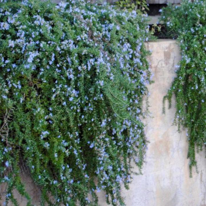 PROSTRATE ROSEMARY