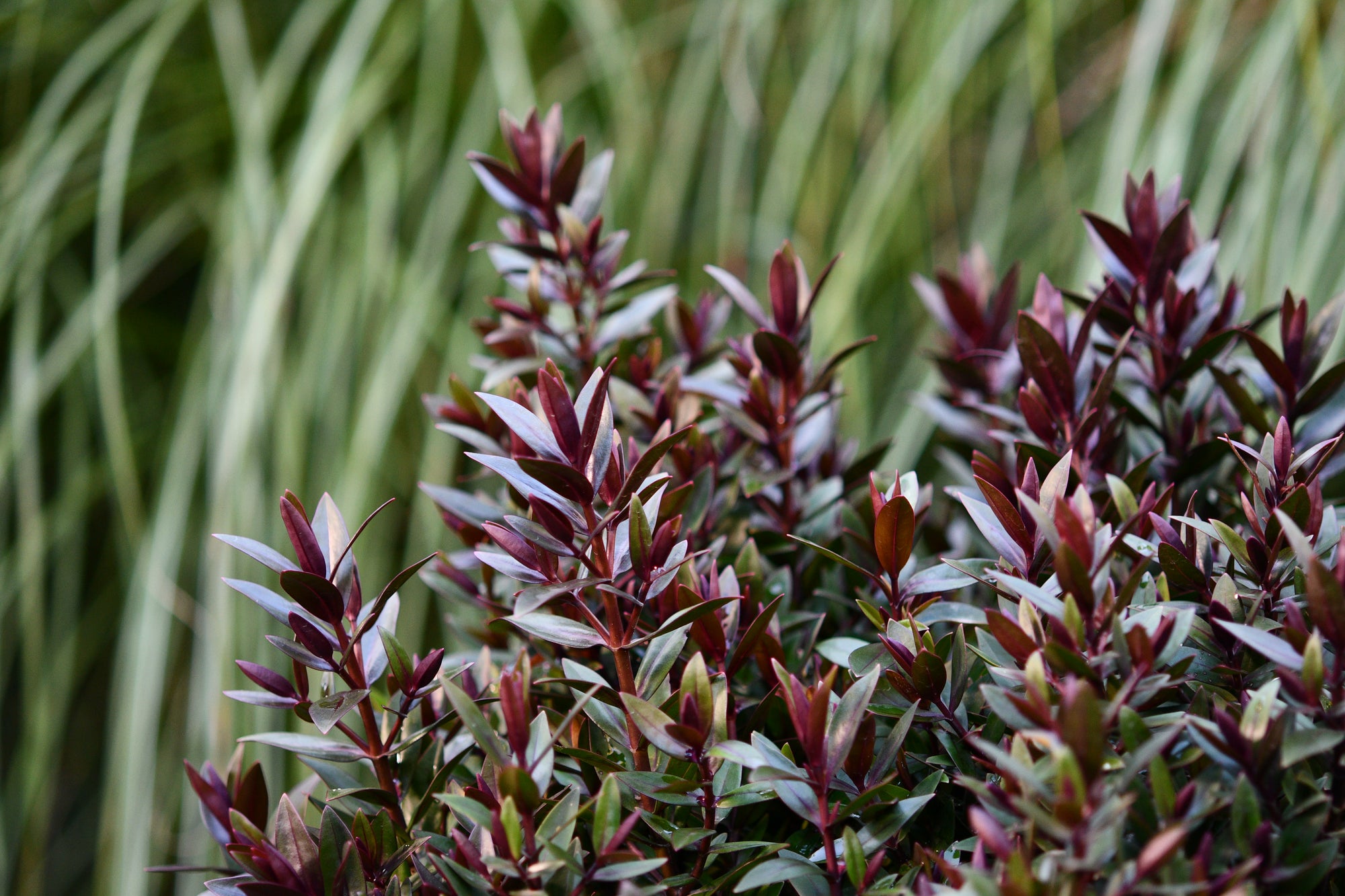 HEBE STRAWBERRY / RASPBERRY TRUFFLE 140MM