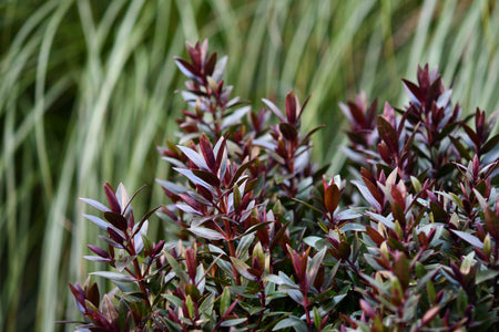 HEBE STRAWBERRY / RASPBERRY TRUFFLE 140MM