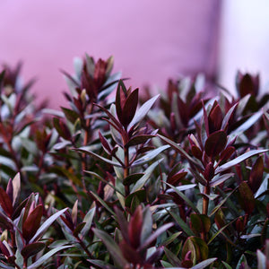 HEBE STRAWBERRY / RASPBERRY TRUFFLE 140MM