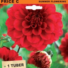 Seed packet for Dahlia Ball Hot Shot tubers, featuring a large red dahlia flower, green leaves, and a wooden-style label with the text 'DAHLIA BALL HOT SHOT' and '1 TUBER'.