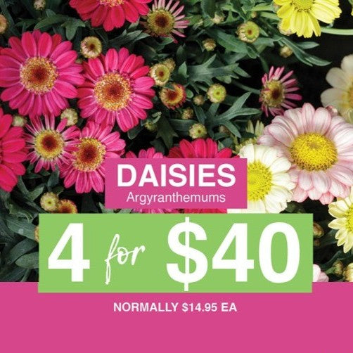 Brighten Your Garden - 4 Daisies for Just $40!