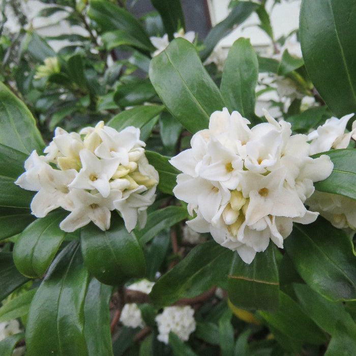 daphne odora alba
