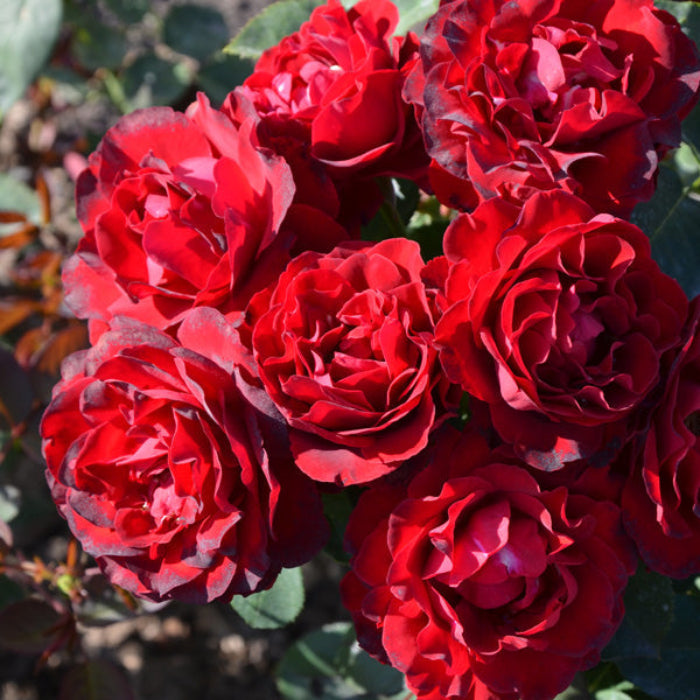 Bouquet of red roses with green leaves in the background