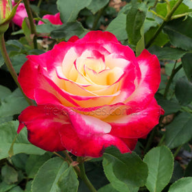 Multicolored rose with red, yellow, and pink petals surrounded by green leaves.