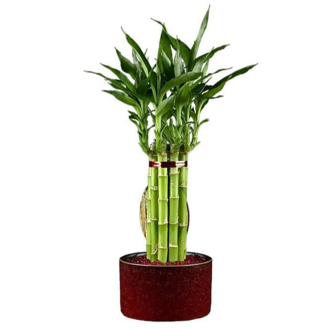 Potted bamboo plant on a white background