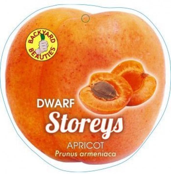 PRE ORDER -DWARF APRICOT STORY - BARE ROOTED