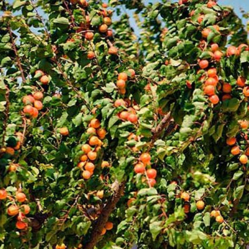 Tree with ripe fruits in an orchard setting