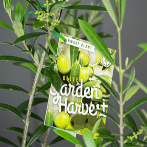 Dwarf-Olive-Garden-Harvest label