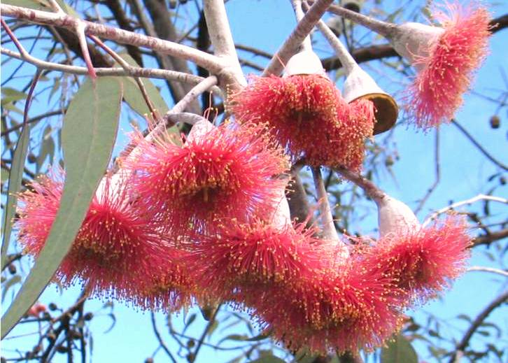 EUCALYPTUS SILVER PRINCESS