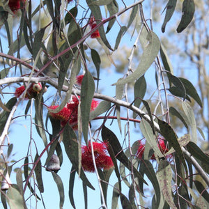 EUCALYPTUS SILVER PRINCESS