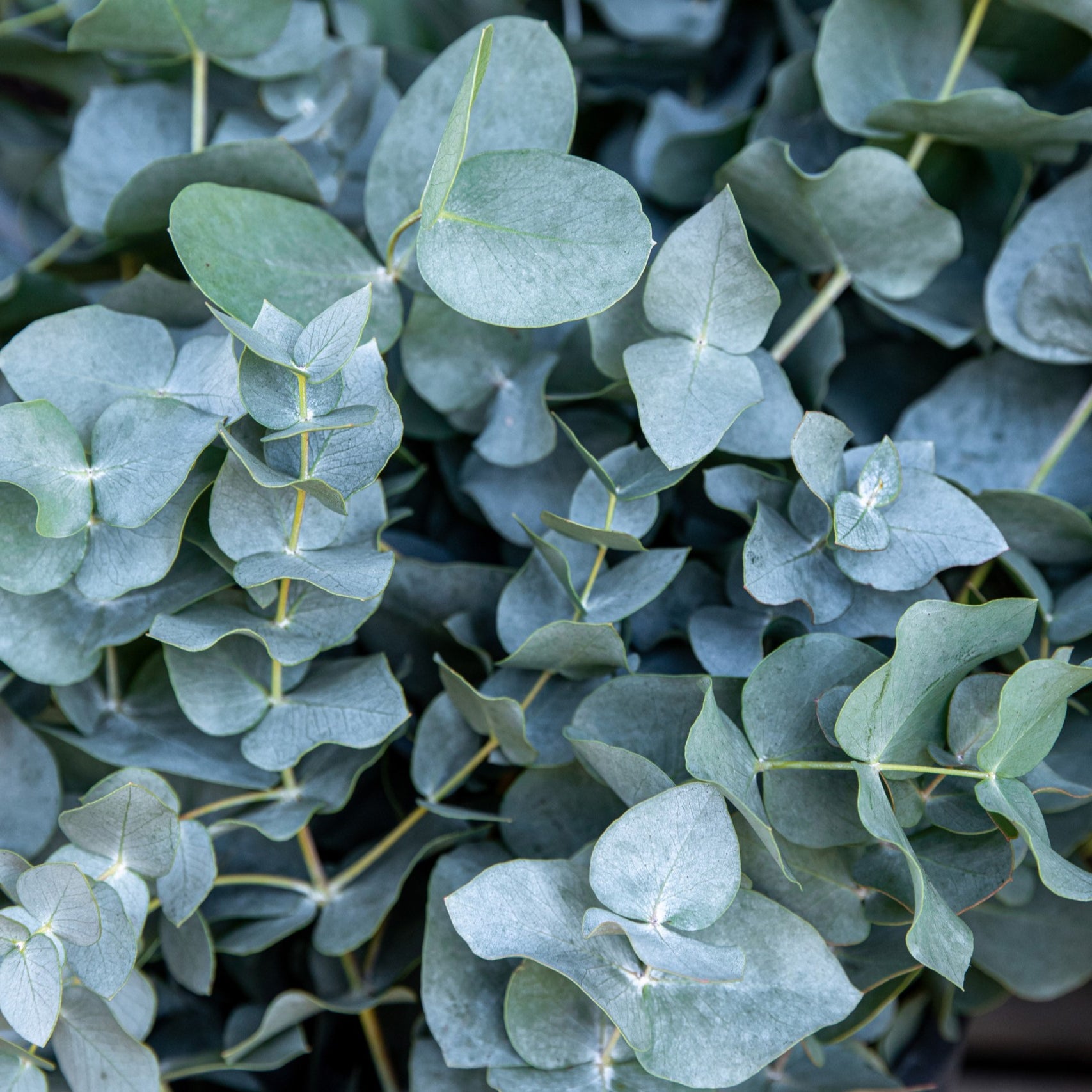 EUCALYPTUS BABY BLUE