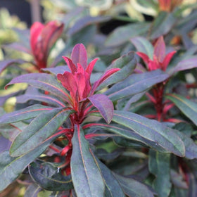 Ruby Glow euphorbia red tips