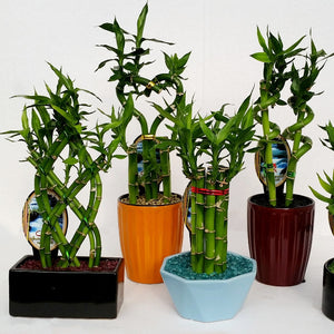 Five potted bamboo plants in various colored pots on a white background