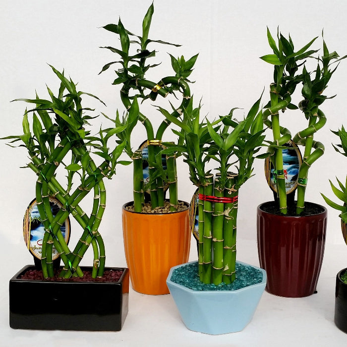 Five potted bamboo plants in various colored pots on a white background