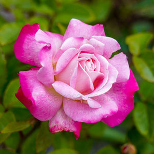 Close-up of a pink rose with green leaves in the background