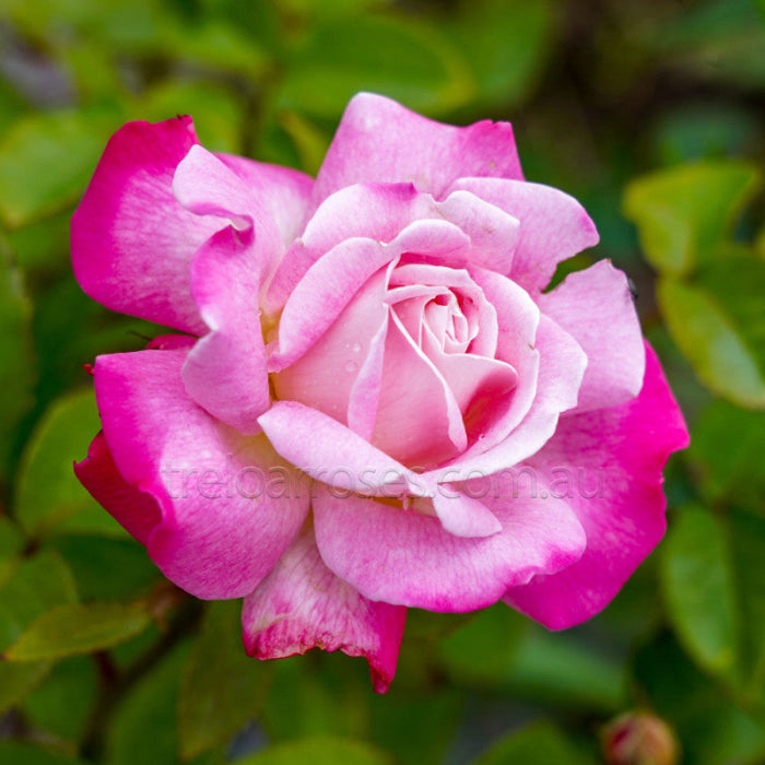 Close-up of a pink rose with green leaves in the background