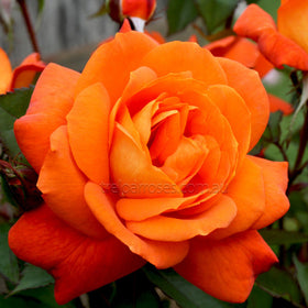 red rose