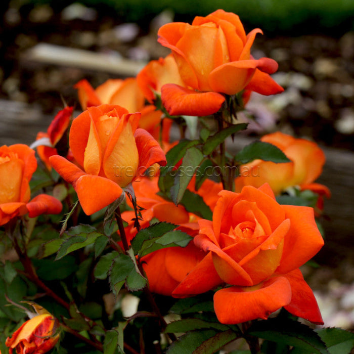 red roses on bush