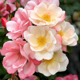 Close-up of pink and white flowers with a blurred green background