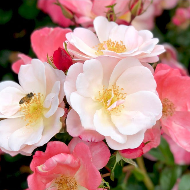 Close-up of pink and white flowers with a bee on a blurred green background