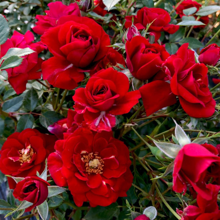 Close-up of vibrant red roses with green leaves