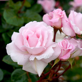 Roses