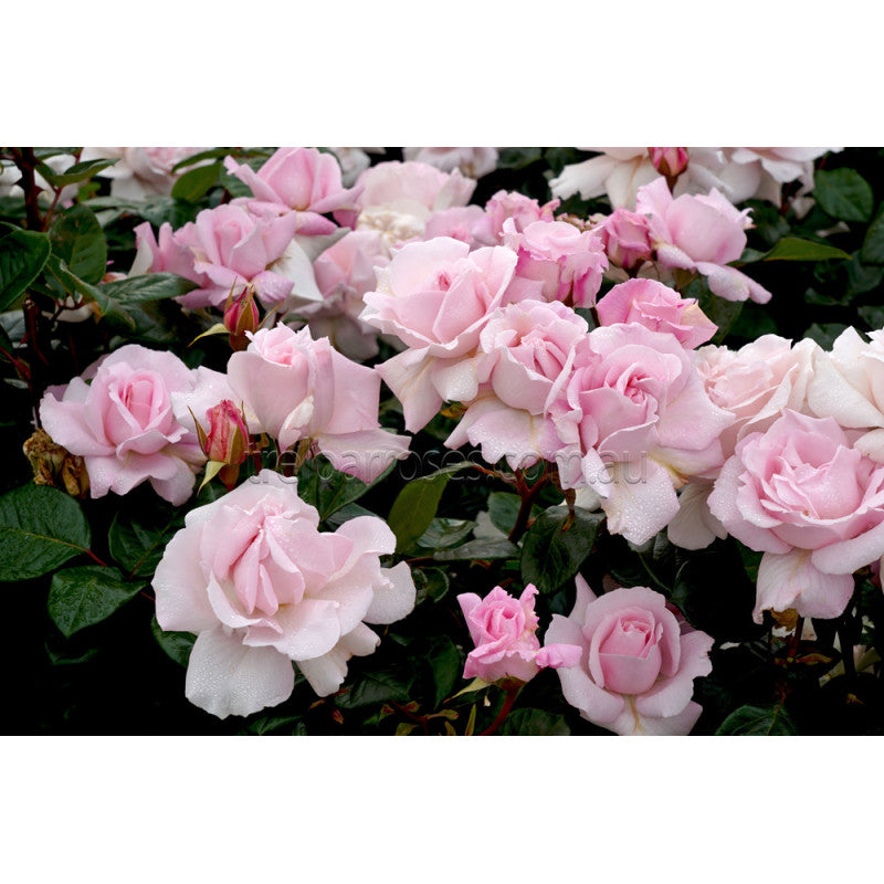 Roses