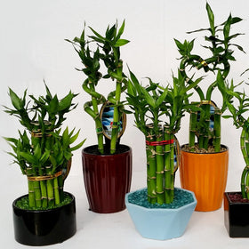 Five potted bamboo plants in various colored pots on a white background