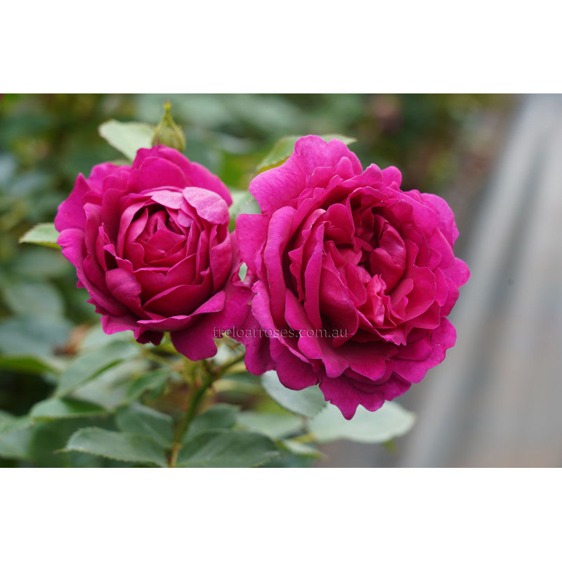 Roses