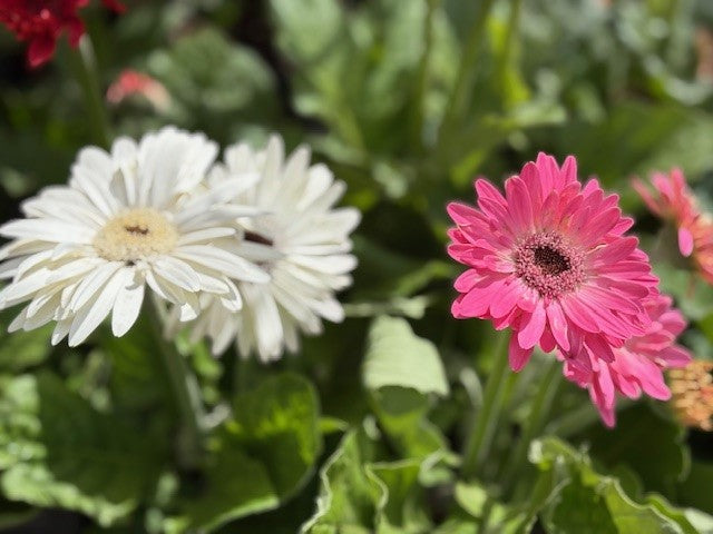 GERBERA JOYBERA