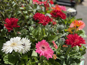 GERBERA JOYBERA