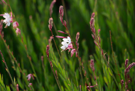 A close-up photograph of delicate wildflowers with white petals and pink centers on thin stems, set against a soft-focus background of green foliage.