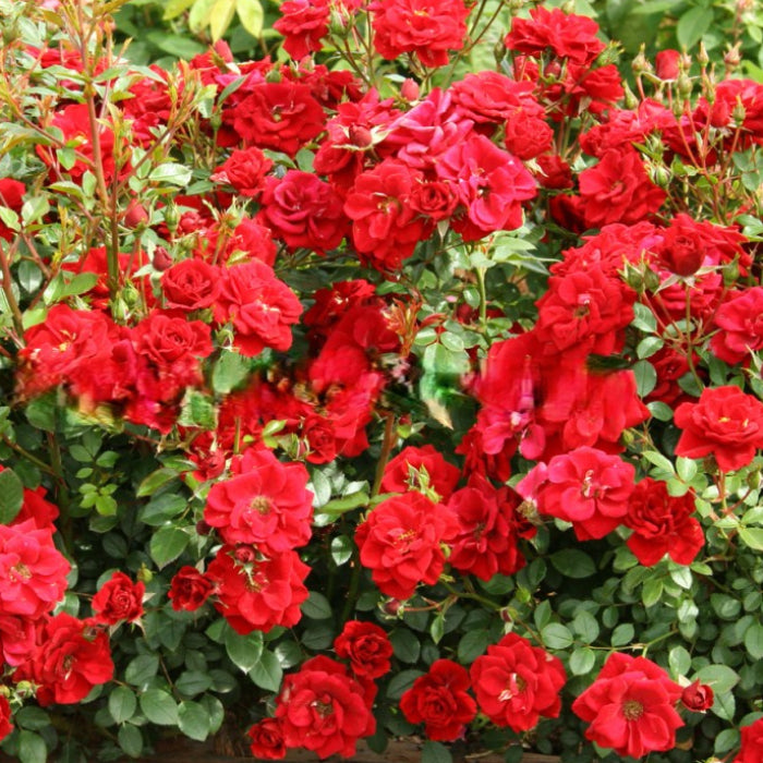Bouquet of red flowers with green leaves