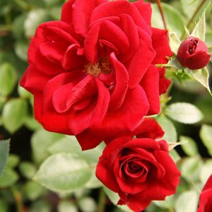 Close-up of two red roses with green leaves in the background