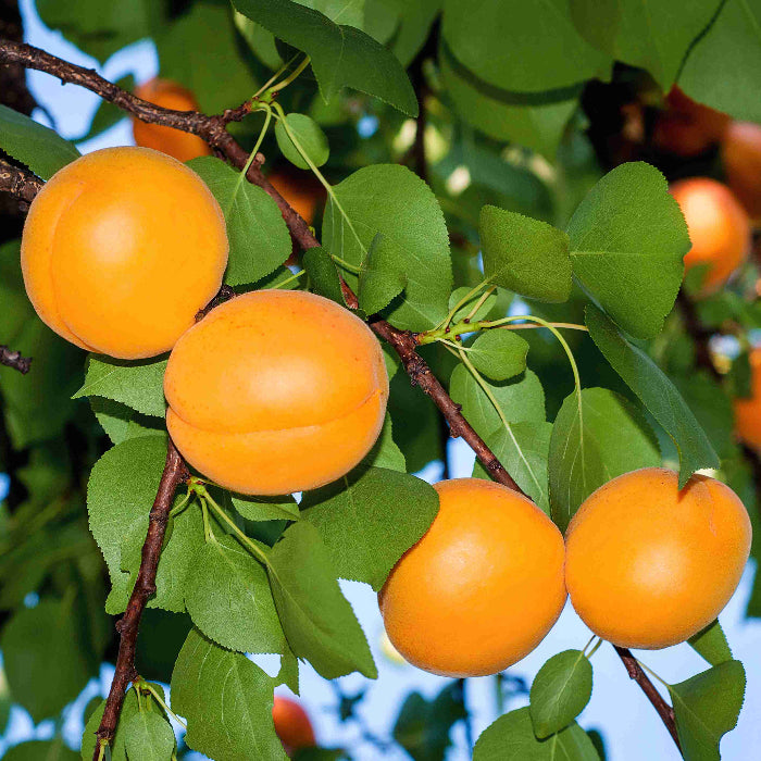Oranges hanging from a tree with green leaves