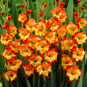 gladioli princess rose