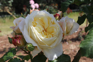 PRE ORDER - CLIMBING GOLD PIERRE - Bare Rooted