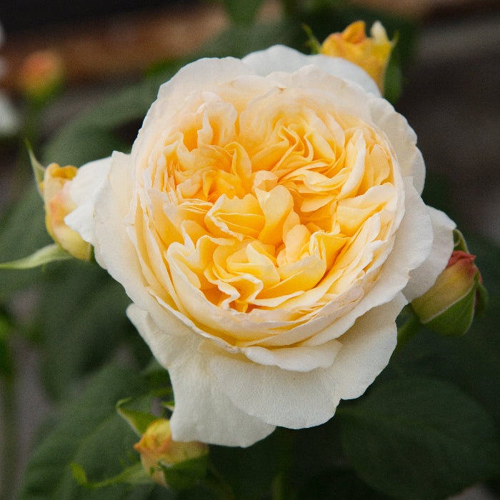 PRE ORDER - CLIMBING GOLD PIERRE - Bare Rooted