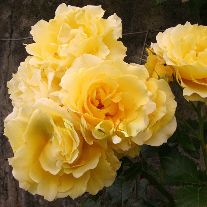 yellow roses