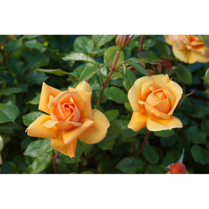 PRE ORDER - STD GOLDEN BEAUTY - Bare Rooted