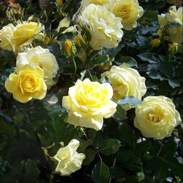 Bouquet of yellow roses with green leaves