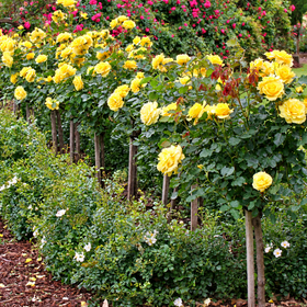 yellow rose bushes