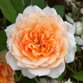 Close-up of a peach-colored rose with green leaves in the background