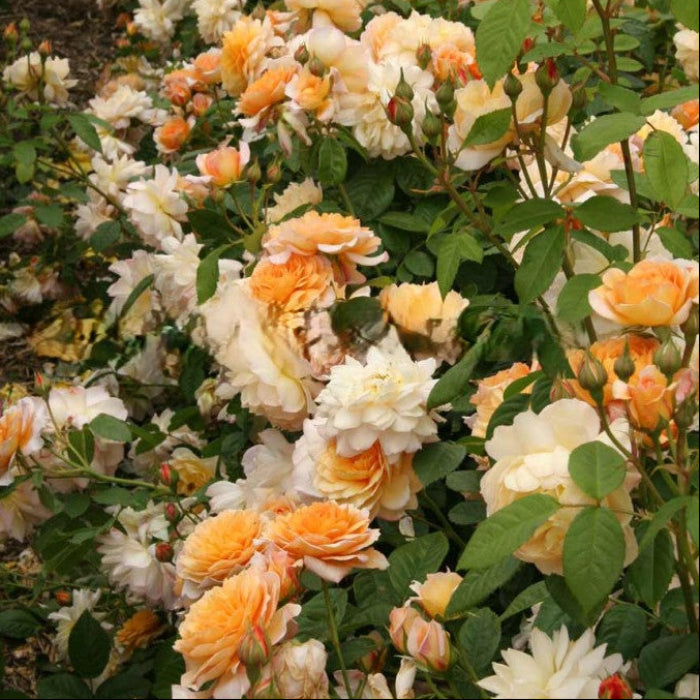Bouquet of orange and white flowers with green leaves