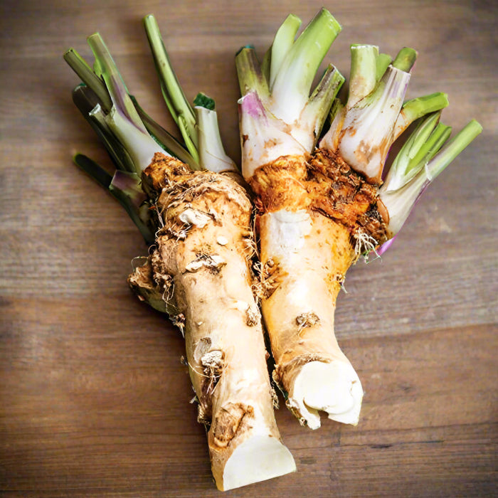 Armoracia Horseradish Rhizome
